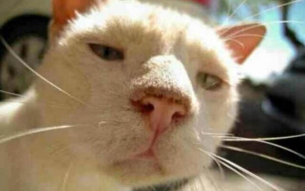 請問貓咪嘔吐的原因及處理方法?