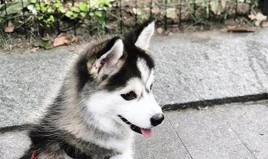 狗狗得了抑郁癥有什么表現