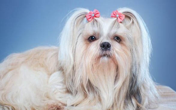 棉花面紗犬哪里有賣