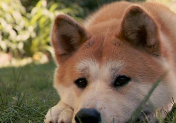日本秋田犬狗糧怎么喂養的