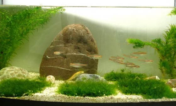如何降低魚缸水硬度