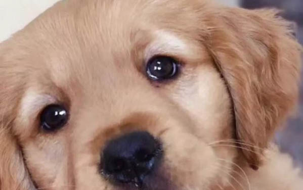 狗狗絕育后多久可以喝水?