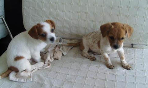 維茲拉犬哪里有售