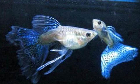 孔雀魚苗死亡率高的原因