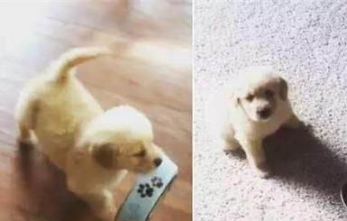 狗可以吃香蕉嗎？