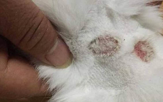 小貓不認主人怎么辦啊?