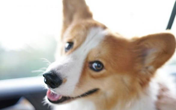 狗狗可不可以吃棒棒糖