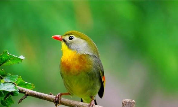 相思鳥和文鳥哪個好養