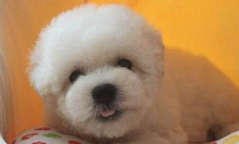 比熊犬與泰迪哪個(gè)好養(yǎng)