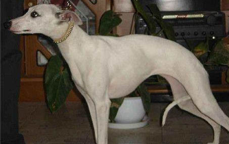 比特犬體重可以長到多少斤