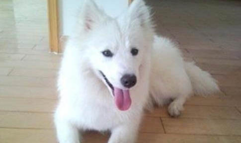 銀狐犬咬人的原因及解決辦法