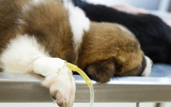 狗狗急性腸胃炎有哪些癥狀