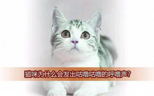 貓咪鼻子干正常嗎？