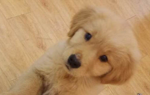 狗狗可以吃紅棗嗎?