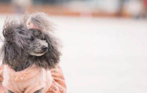 狗狗為什么會的球蟲病呢
