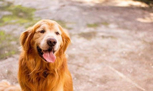 狗狗可以吃蘋果嗎?