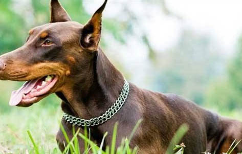 拳師犬和杜賓哪個(gè)好