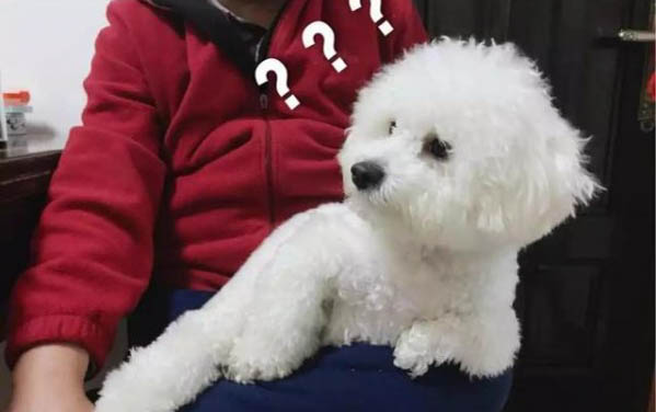 為什么比熊愛睡覺