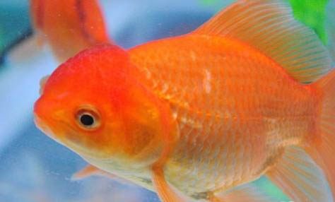 金魚缺氧怎么辦？