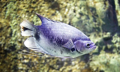 金魚在魚缸里能產(chǎn)卵嗎