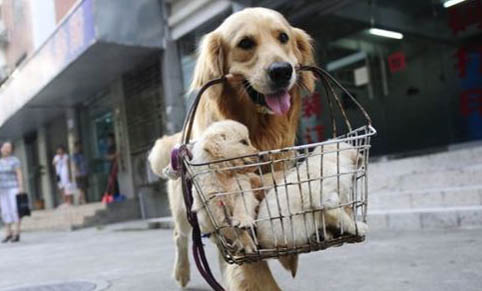 馴育：15種讓狗狗安靜的方法