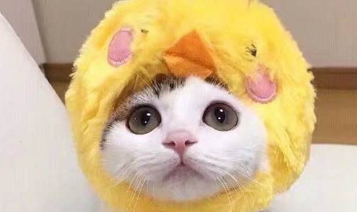貓四腳朝天睡覺是什么意思