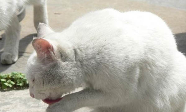 貓咪得口炎會死么