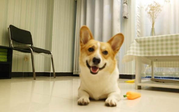 狗狗瘙癢原因有哪些