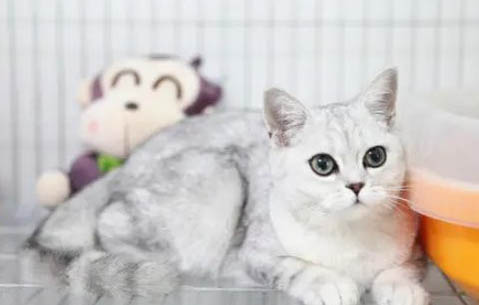 貓咪換毛期間如何減少掉毛