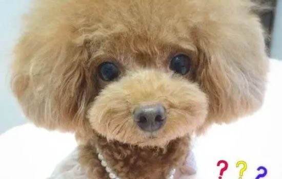 怎樣讓泰迪耳朵上的毛長得快