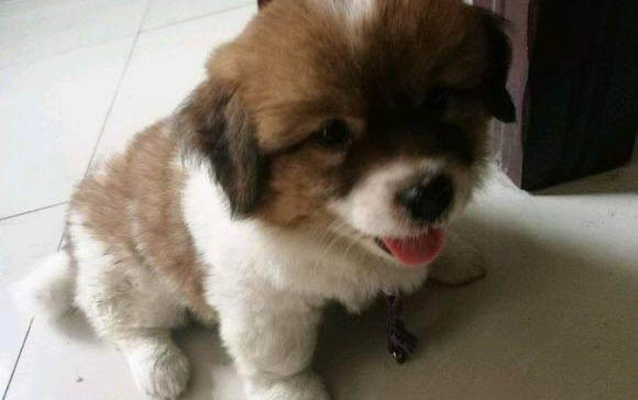 幼犬吃狗糧要泡多久