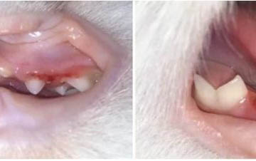 小貓總是流眼淚是怎么回事啊