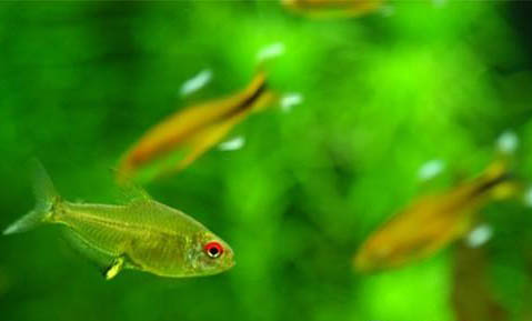 斑馬魚多長(zhǎng)時(shí)間繁殖一次