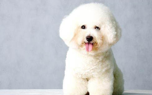 狗狗得犬瘟都有哪些癥狀