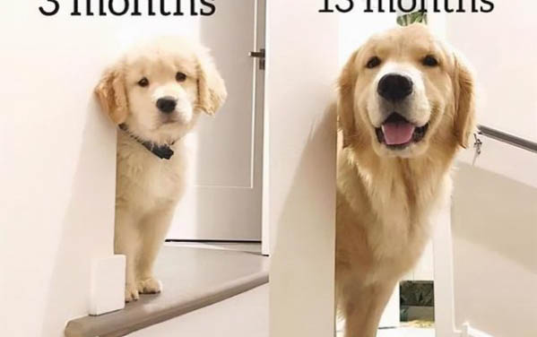 狗狗來例假一般多長時間