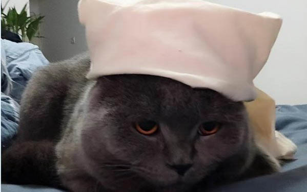 貓咪肺炎初期癥狀