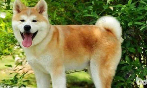 秋田犬有哪些優(yōu)缺點(diǎn)