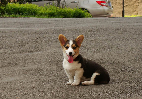 柯基和柴犬哪個好養