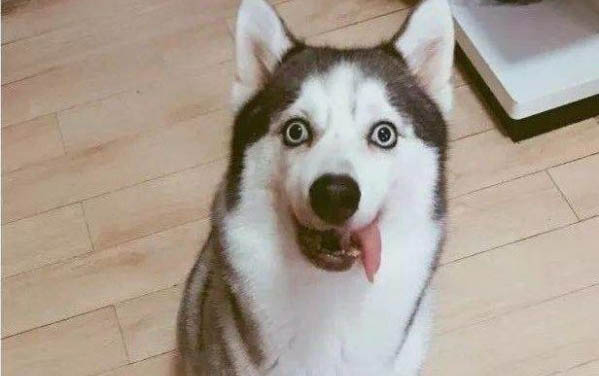 狗狗得細(xì)小的癥狀有哪些