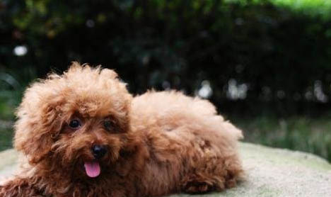 貴賓犬和雪納瑞哪個好養(yǎng)