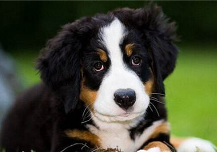 伯恩山犬例假15天可以洗澡嗎