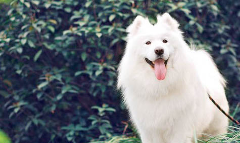 薩摩耶犬拆家嗎