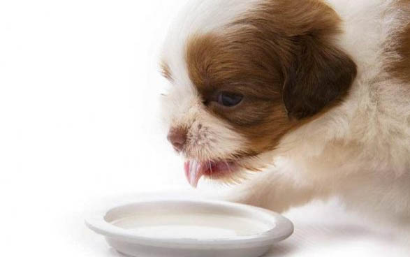 小狗的犬瘟的潛伏期一般多久