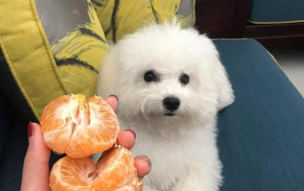 狗狗誤吃老鼠藥潛伏期