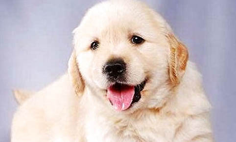 金毛70斤成犬—天吃多少狗糧？