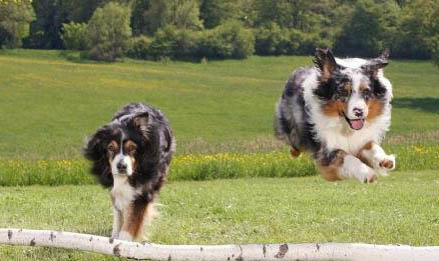 喜樂蒂牧羊犬打嗝是怎么回事