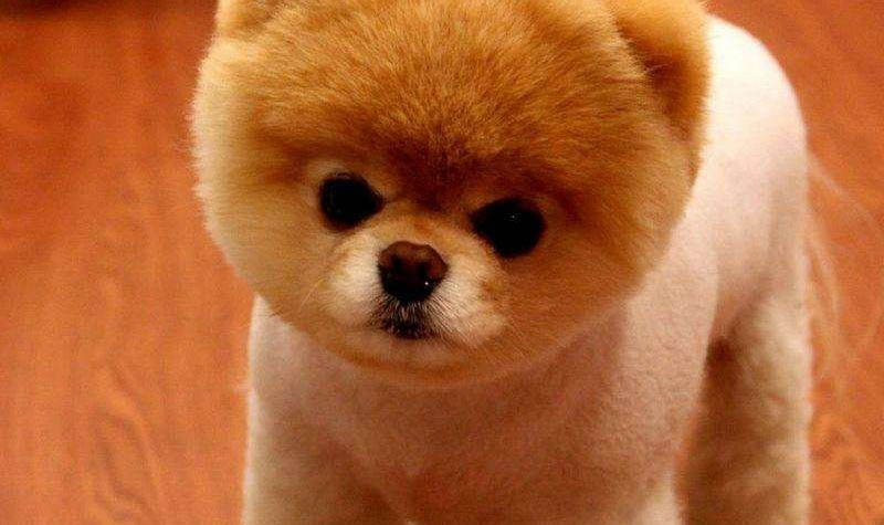 博美犬的壽命 博美犬能活多久