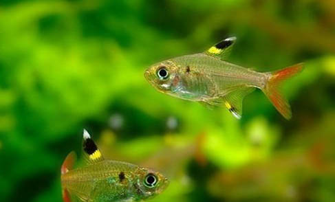 觀賞魚(yú)魚(yú)缸的容量該如何判斷