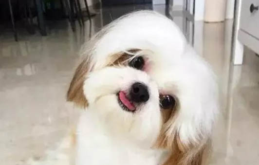 狗狗懷孕吐黃水，你需要知道的三件事