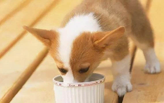 犬瘟細小發作多久死亡